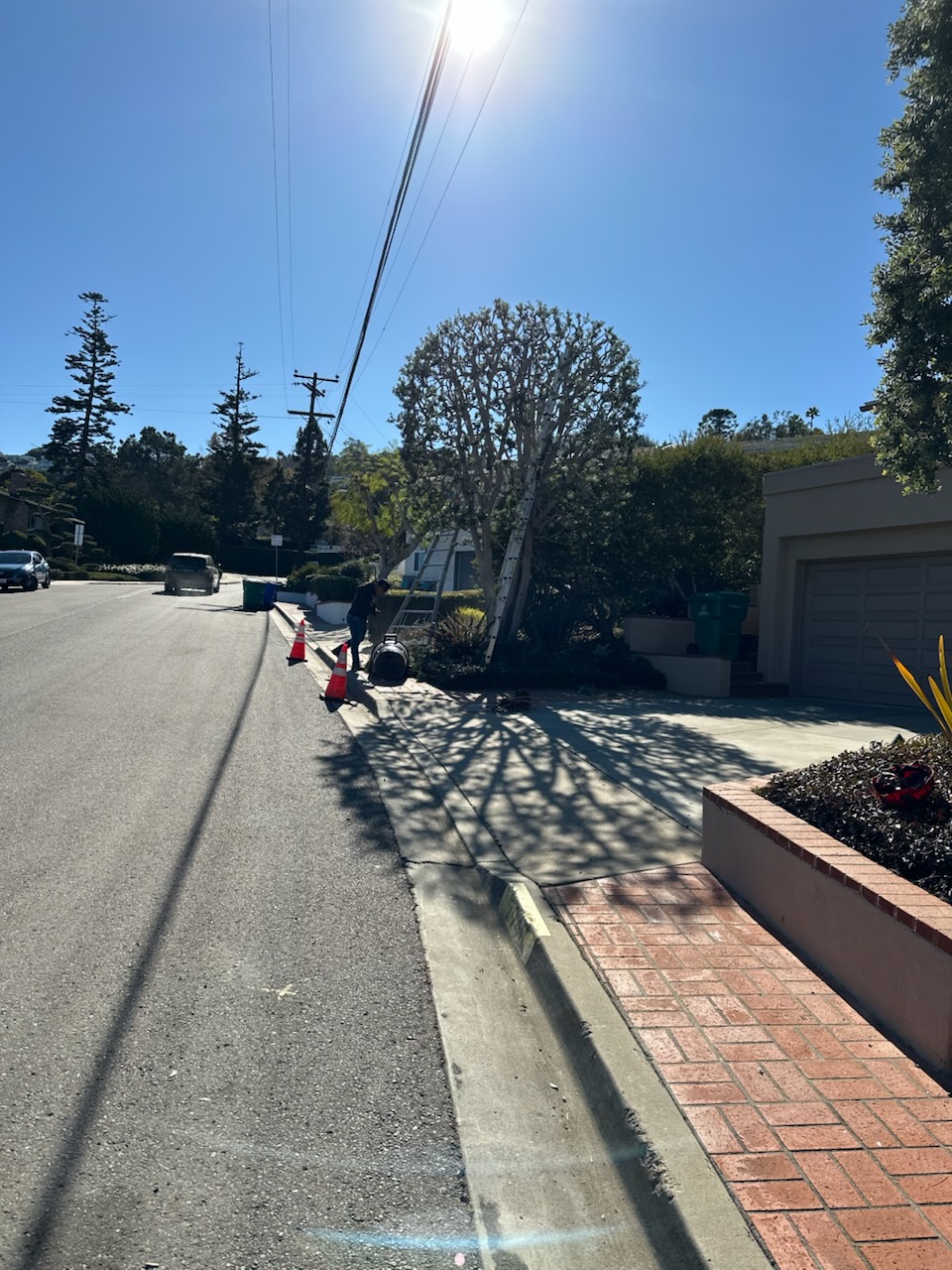 J Rojas Tree Services Image